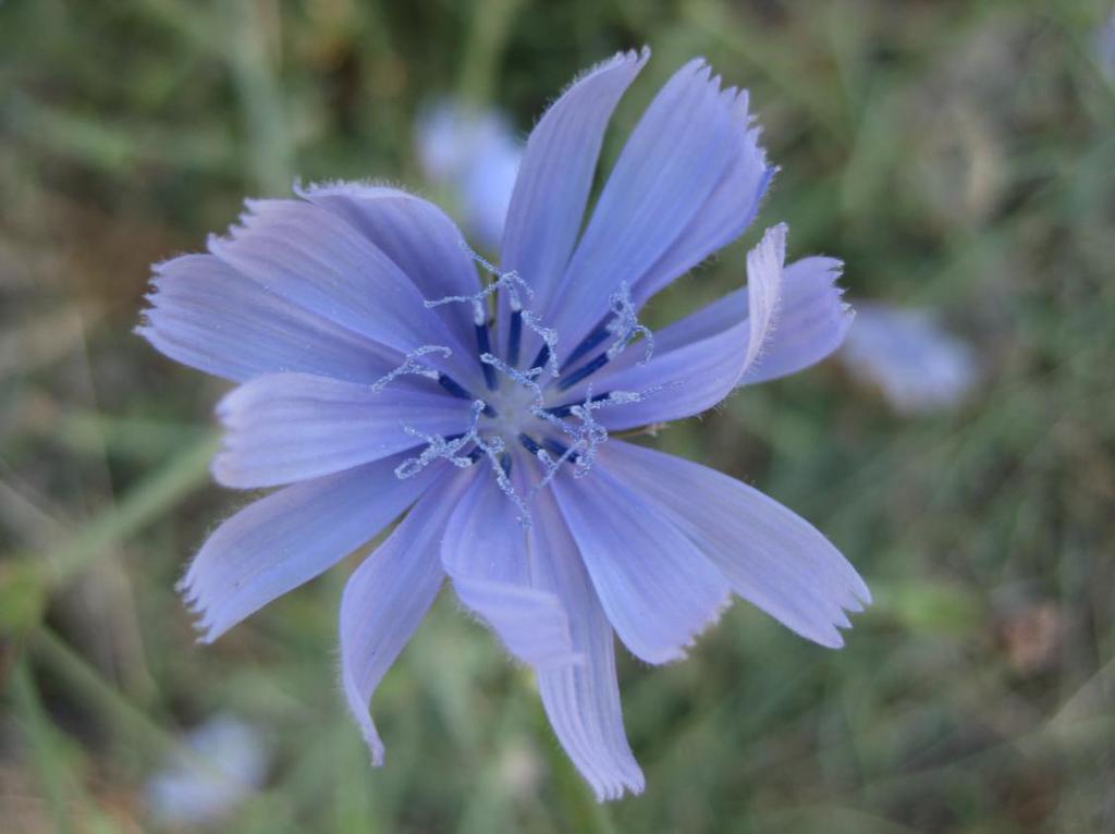 Latince adı : Cichorium intybus L.