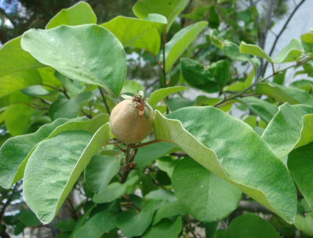 Latince adı : Cydonia oblonga Miller Familyası : Rosaceae Yerel adı : Ayva Kullanılan kısmı : Yaprak Kullanılış amacı ve uygulanışı : BronĢit ve öksürük tedavisinde; yapraklarından hazırlanan