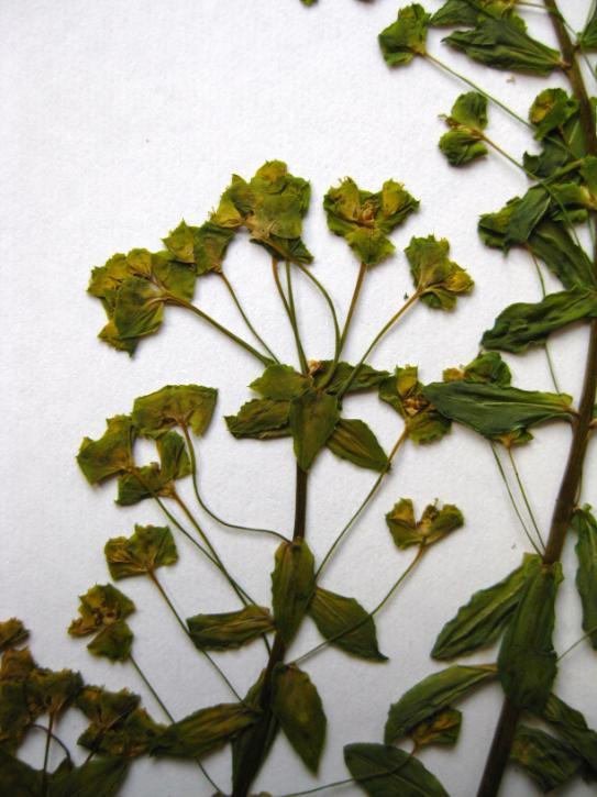 Latince adı : Euphorbia cardiophylla Boiss. & Heldr.