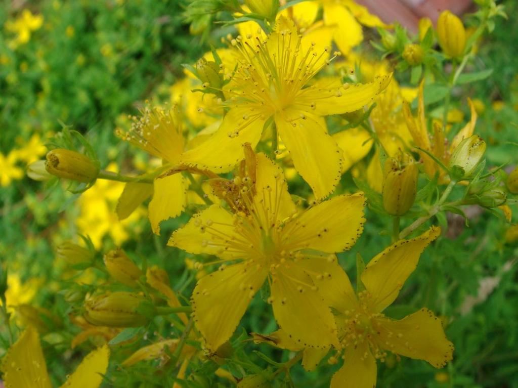 Latince adı : Hypericum perforatum L.