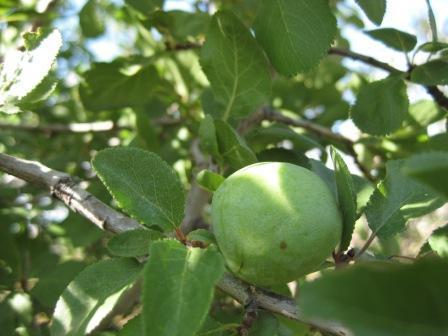 Latince adı : Juglans regia L.