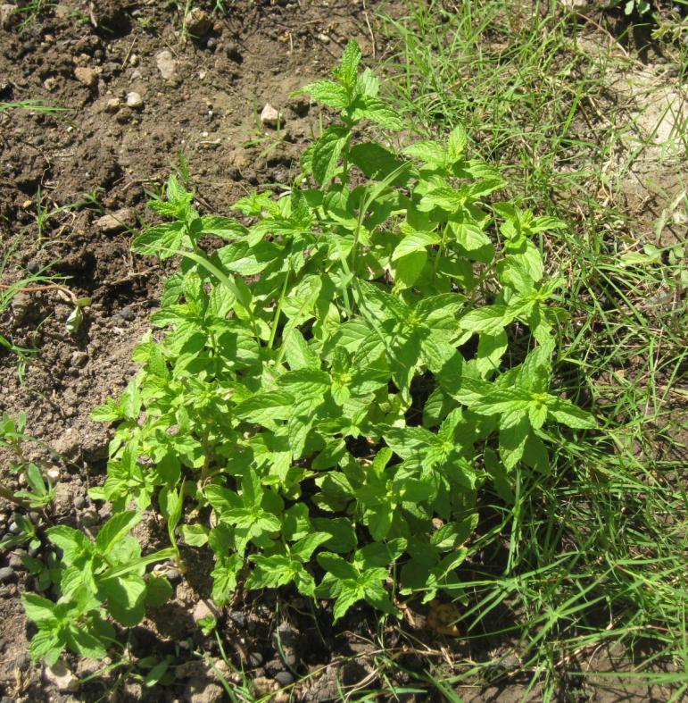 Latince adı : Mentha x piperita L.