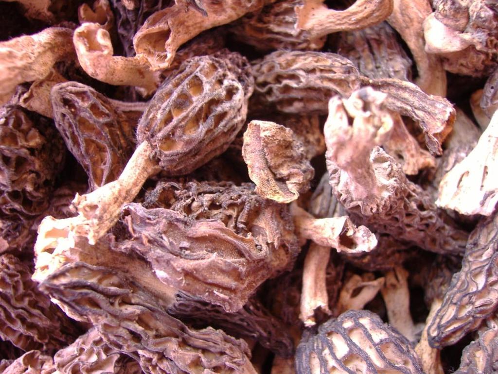 Fotoğraf: Doç.Dr.İlhan Gürbüz Latince adı : Morchella sp.