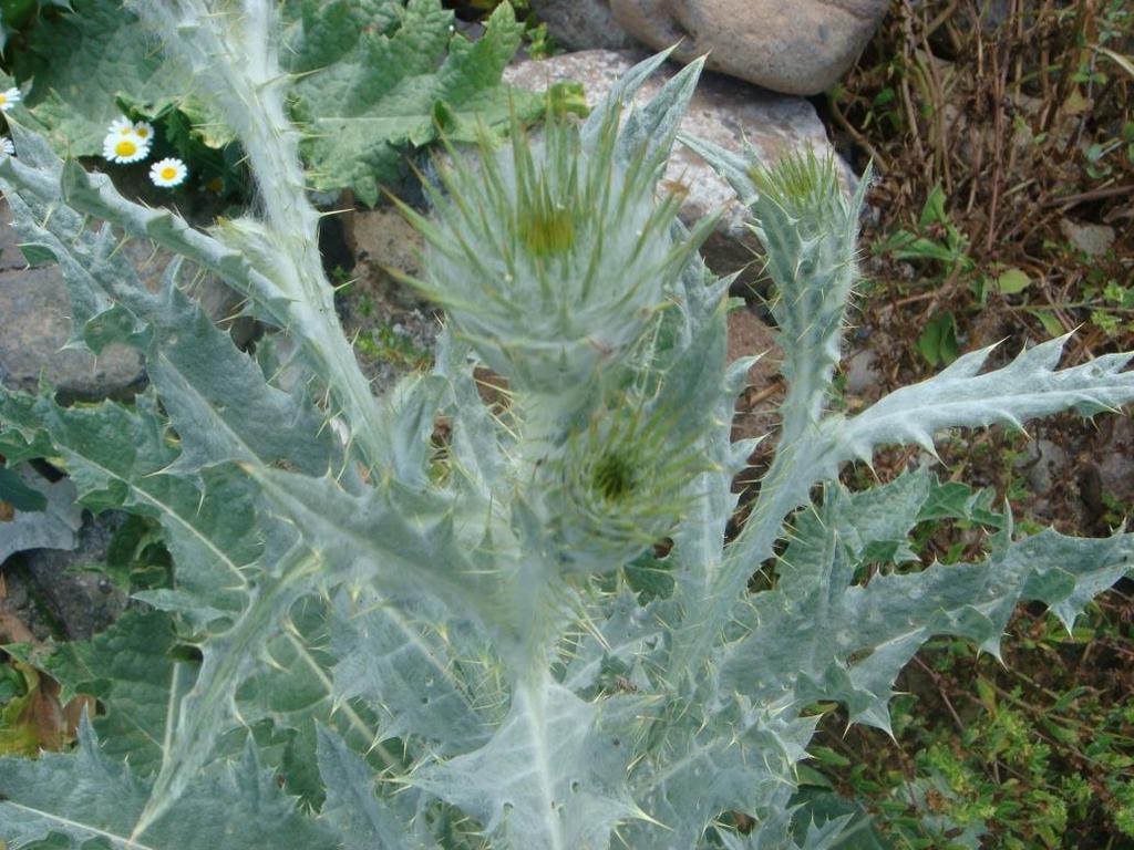 Latincence adı : Onopordum turcicum Willd.