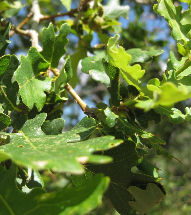 Latince adı : Quercus robur L. Familyası : Fagaceae Yerel adı : MeĢe, karaağaç Kullanılan kısmı : Mazı, yaprak, kök Kullanılış amacı ve uygulanışı : Kalp hastalıklarında; mazısı çiğ olarak yenilir.