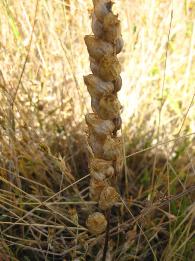 Latince adı : Rhinanthus angustifolius C.C.Gmelin subsp. grandiflorus (Wallr.) D.A.