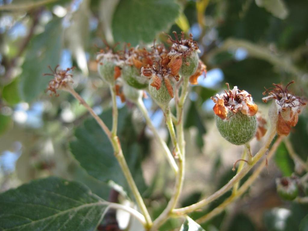 Latince adı : Sorbus umbellata (Desf.) Fritsch var.