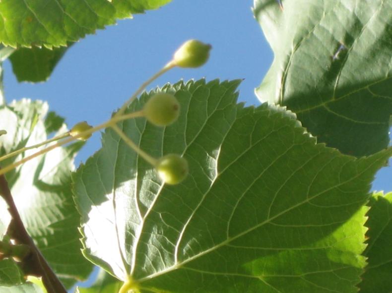 Latince adı : Tilia rubra DC. subsp. caucasica (Rupr.) V.