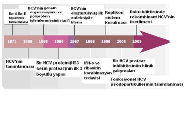 2. GENEL BİLGİLER 2.1. Hepatit C Virüs 2.1.1 Tarihçe, sınıflandırma ve genom yapısı HCV, ilk defa 1989 yılında kan transfüzyonu sonrası hepatit A ve hepatit B olmayan hastaların serumundan cdna olarak elde edilmiştir (8).