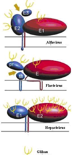 Şekil 7. Fla Alfa ve Hepacivirusların karşılaştırılması Sınıf 2 füzyon proteinleri kırmızı renkte gösterilmiştir. Flaviviruslarda E proteini,alfa virüslarda E1 Hepaciviruslarda E2 proteinidir.