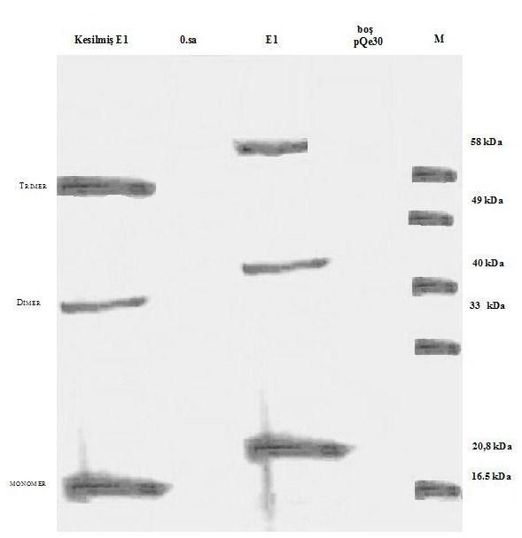 M: Fermantas #SM 0671 Şekil 17: E1 proteinlerini eksprese eden hücre lizatlarının