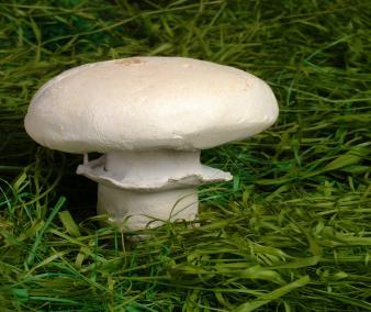 (Boletus edulis) Ganoderma applanatum