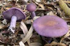 frondosa) (Tıbbi mantar) Lion s Mane (Hericium