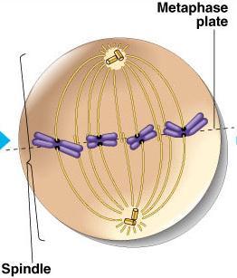 Metafaz Kromozomlar hücrenin orta kısmına (metafaz veya ekvator düzlemi) rastgele dizilirler Kromozomlar metafazda