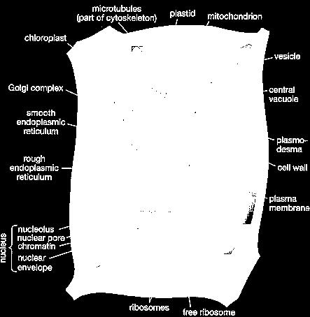 şematik