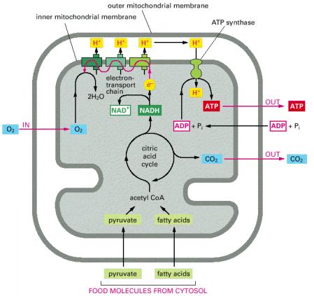 Pirüvat ve yağ asitleri mitokondriye girerler (şeklin altında) ve asetil CoA ya çevrilirler.