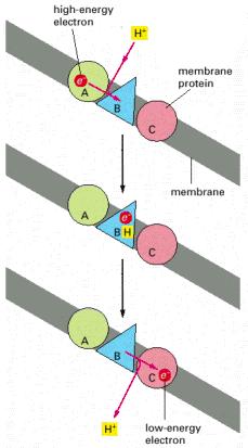 Elektronlar NADH dan moleküler O 2 e akar Lipid bilayer membranda gömülü olan bir elektron transport zinciri boyunca bir elektron geçerken, her bir kademede elektron bir protona bağlanır ve ayrılır.