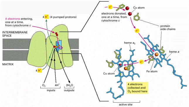 Sitokrom oksidazda oksijenin (O 2 ) elektronlarla reaksiyonu.