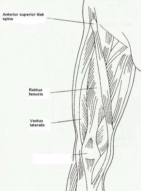 2.1.3. Rektus Femoris Kası Kuadriseps kas grubuna ait olan rektus femoris kası, IM enjeksiyon uygulamaları içinde çok sık kullanılmamaktadır 16.