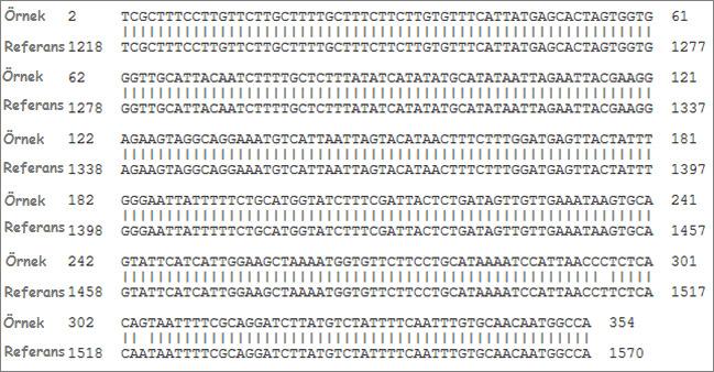 bulunmaktadır ve bu bulgu da dizileme işlemi sonucunda elde edilen 951 bç lik dizinin S 52 aleli olduğunu doğrulamaktadır (Şekil 5.3.).