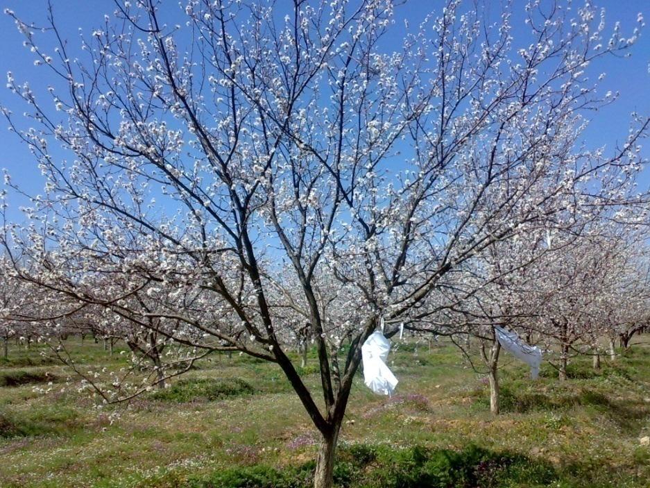 kalabilmektedir. Tam çiçeklenmeden meyve hasadına kadar geçen süre (meyve gelişim periyodu) 175-200 gündür [7].