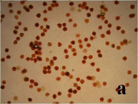 4. ARAŞTIRMA BULGULARI 4.1. In Vitro Koşullarda Polen Canlılık Düzeyleri In vitro koşullarda yapılan polen canlılık testlerinde TTC çözeltisi kullanılmıştır.