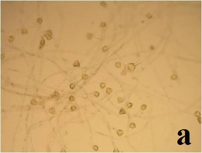 4.2. In Vitro Koşullarda Polen Çimlenme Düzeyleri Çalışmada kullanılan tüm bireylere ait polenlerin fonksiyonel olup olmadıklarının tespit edilmesi amacıyla in vitro koşullarda polen çimlendirme