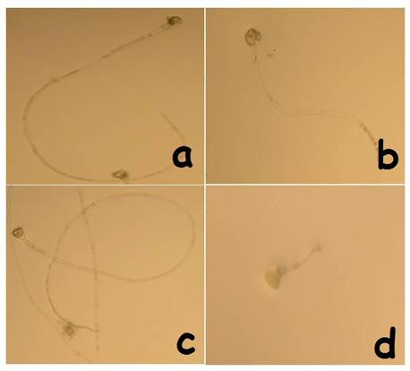 4.3. In Vitro Koşullarda Polen Tüpü Uzunlukları Çalışmada in vitro koşullarda çimlendirilen polenlerin polen tüpü uzunlukları tespit edilmiştir.