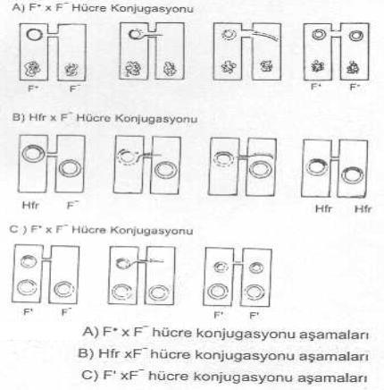 1) F+ hücre x F- hücre konjugasyonu: F+ hücre ile buna sahip olmayan F- hücre arasında gerçekleşen F faktörü aktarılmasında seks pilusu önemli fonksiyona sahiptir.