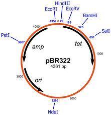 PBR322 PLAZMİTİ Ampisilin ve tetrasiklin