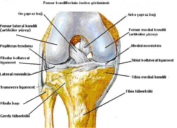 distale uzanır ve bu dizilim dizin anatomik valgusunu açıklar. Lateral kondilin uzun aksı mediale göre daha uzundur ve sagital planda yerleşmiştir.