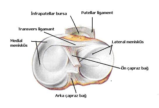 Şekil 2. Menisküsler ve çapraz bağların tibial yüzdeki görünümü 15 Lateral menisküs medial menisküse göre dairesel yapıdadır ve daha hareketlidir.