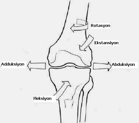 Şekil 6: Diz ekleminin üç plandaki hareketleri 2 Normal dizde aktif 140º, pasif 160º fleksiyon hareket açıklığı vardır. Kalça ekstansiyon iken; diz fleksiyonu 120º, kalça fleksiyonda iken 140º dir.