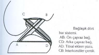 Şekil 8: Bağlaşık dört bar sistemi 17 Femur kondillerde sabit bir noktanın tibia platosu üzerindeki hareketi yuvarlanma olarak tanımlanırken, femur kondillerinin tibia platosunda sabit bir nokta