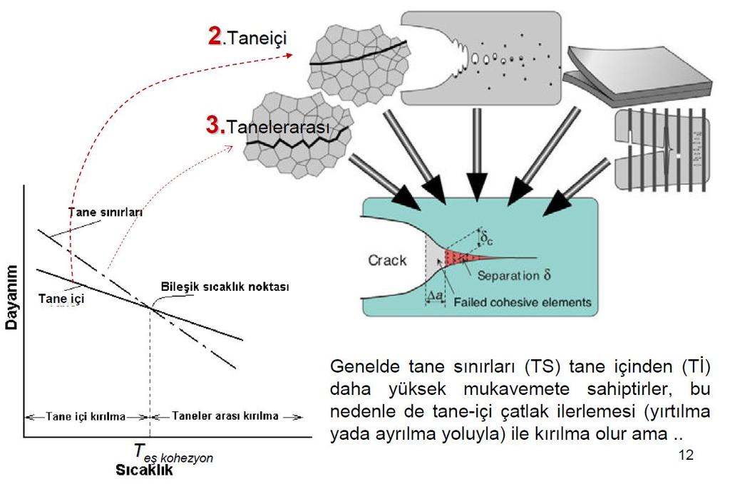 Tane içi ve