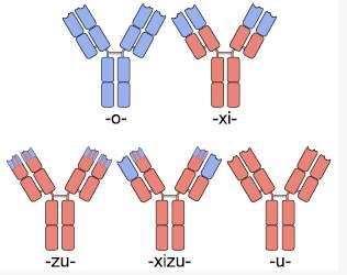 Basiliximab (chimeric) Daclizumab (humanized)