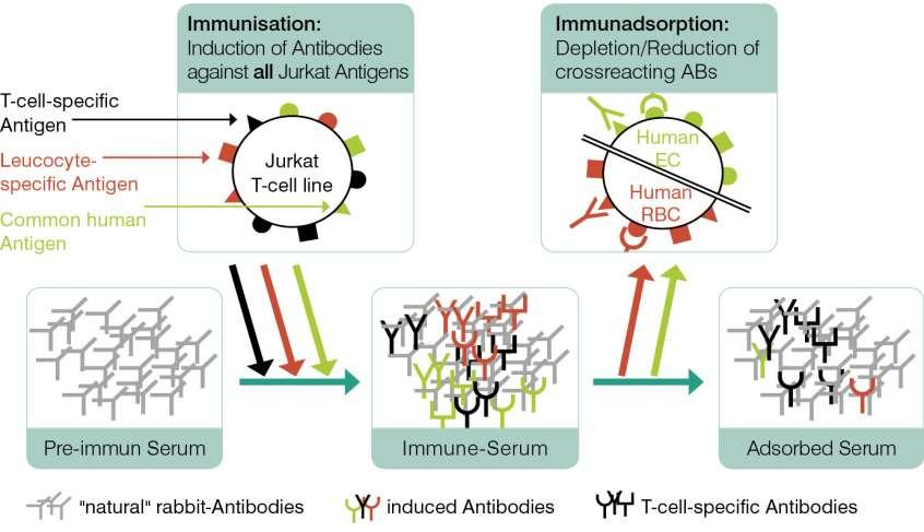 Immunoadsorption 1 ATG Üretimi 6 1.