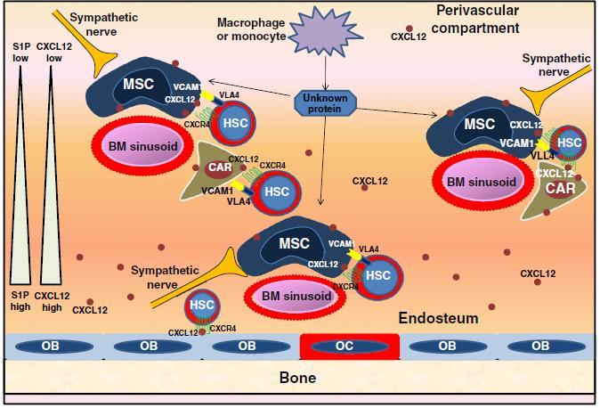 Şekil 3. Stabil koşullarda HKH ve kemik iliği arasındaki etkileşimler HKH nişinde nestin + MKH ler ve CXCL12 den zengin retiküler hücreler (CARs) CXCL12 sentezleyen 2 önemli hücredir.