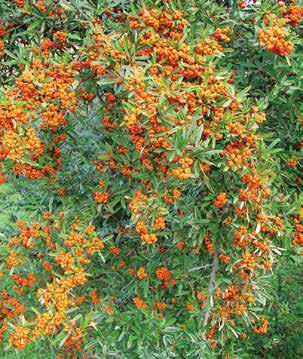 Pyracantha coccinea Roemer.