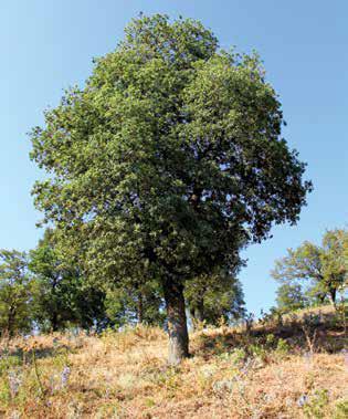 Quercus pubescens Willd. (Tüylü meşe) Doğal yayılış alanı Batı, Orta ve Güney Avrupa, Kırım ile Anadolu dur. Ülkemizde çok geniş bir yayılışı vardır.