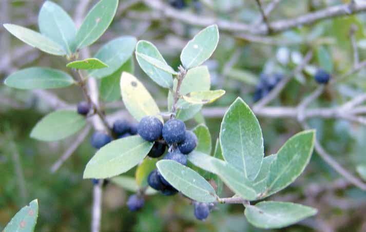 Koyu yeşil renkli, yumurtamsı ve cilalı yapraklar 1-4 cm boyunda, 0,5-2,5 cm enindedir.