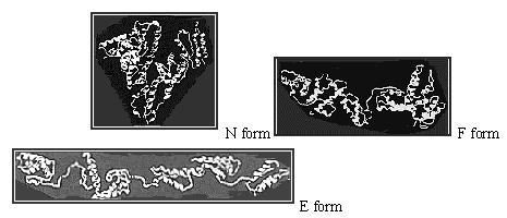 12 III ün heliks 1 ine bağlı domain II nin helikslerinin azalmasından dolayı albumin genişler (yapı açılır) (Şekil 2.13).