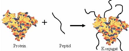Albumin çözeltileri ph:9 da ve düşük iyonik şiddette 3 C de 3-4 gün tutulursa, A formu olarak bilinen izomerizasyon gerçekleşir [5]. Şekil 2.