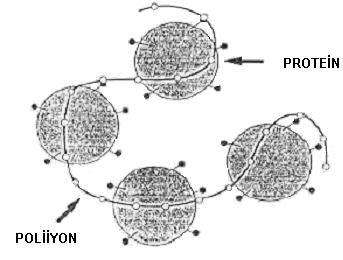 25 Şekil 2.21 Protein ve poliiyon içeren stokiyometrik kompleksin şematik gösterimi.