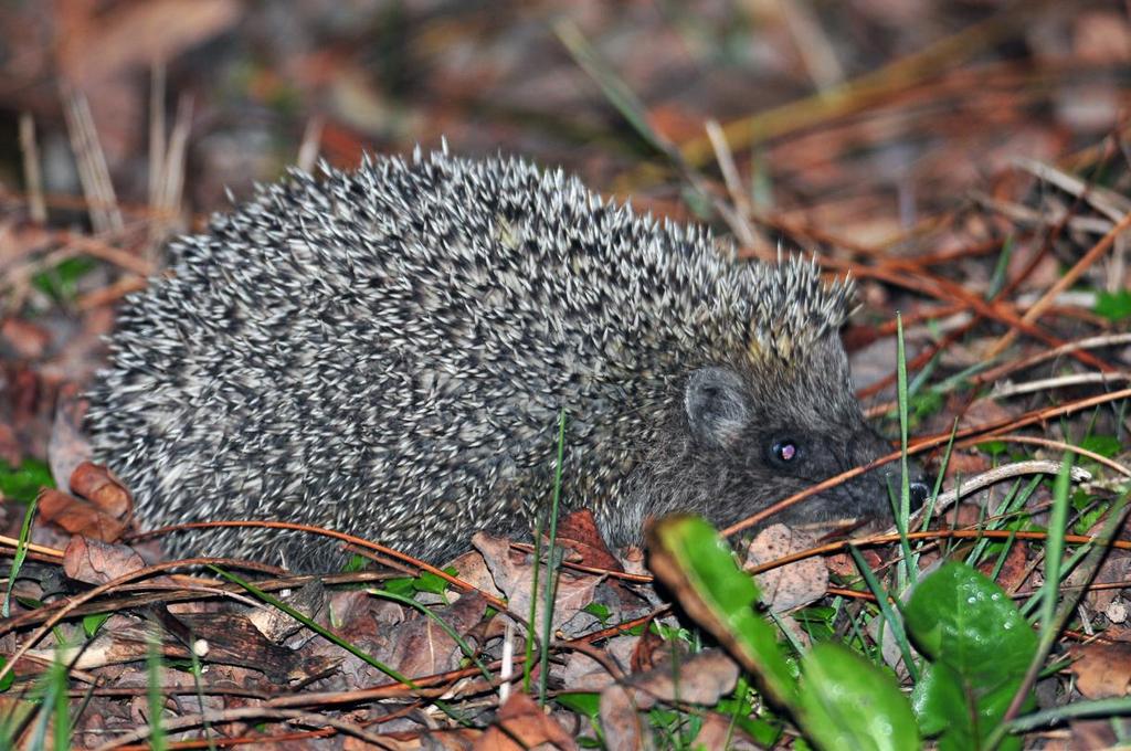 Kirpi (Erinaceus concolor) Küçük beyaz