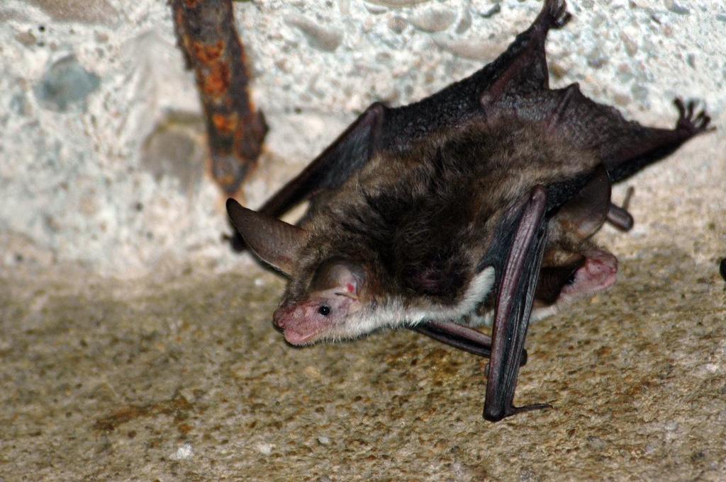 yarasanın (Myotis