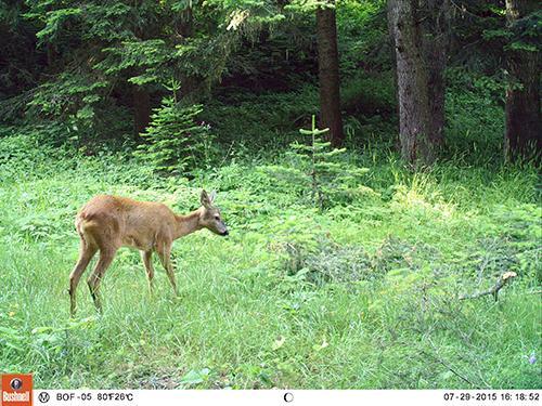 Şekil 34. Karaca (Capreolus capreolus) 9.1.3.4 Kızıl Geyik (Cervus elaphus L.