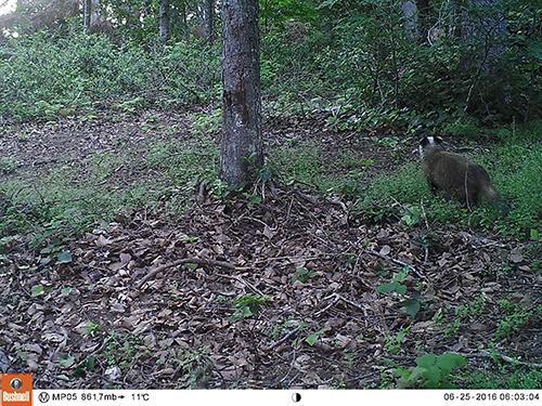 Yaban havyalarının habitat seçimleri ve popülasyon ekolojileri etkileyen en önemli unsurlardan olan orman meşcere tipleri incelediğinde porsuğun belirgin bir habitat seçimi olduğu görülmektedir.