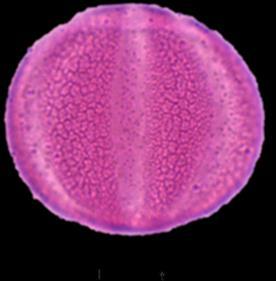 ornamentasyon g h Lauraceae-Laurus