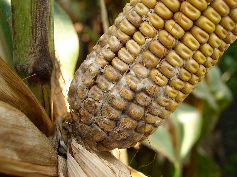 Koçanlarda Diplodia çürüklüğü (Daha önce Diplodia maydis olarak